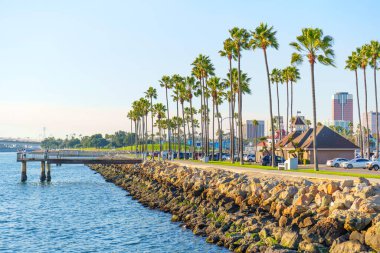 Long Beach, California - 11 Ocak 2025: Sahilde kıyı boyunca uzanan yüksek palmiye ağaçları gün ışığında Long Beach 'in canlı atmosferini yakalıyor..