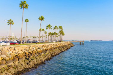 Long Beach, California - 11 Ocak 2025: Long Beach, Kaliforniya kıyıları boyunca uzanan palmiye ağaçları, açık havada sakin bir mavi deniz manzarası.