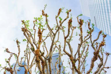 Los Angeles, Kaliforniya - 4 Aralık 2024: Los Angeles 'taki modern gökdelenlere zıt düşen ağaç dallarının alçak açılı görüntüsü, kentsel doğa entegrasyonunu gözler önüne seriyor.