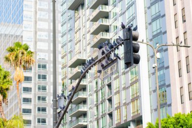 Los Angeles, Kaliforniya - 3 Aralık 2024: Modern gökdelenler ve palmiye ağaçları Los Angeles 'ta canlı bir şehir zeminini sağlarken, bir trafik ışıklarında dinlenen güvercinler kümesi.