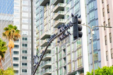 Los Angeles, California - 3 Aralık 2024: Bir grup güvercin, arka planda modern binaların bulunduğu bir trafik işaretine dayanarak kalabalık bir şehir ortamında kentsel yaban hayatı yakalıyor..