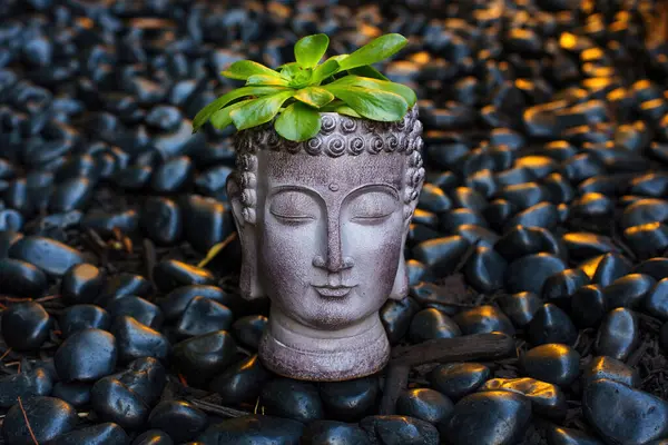 Los Angeles, Kaliforniya - 7 Aralık 2024: Serene Buddha 'nın baş saksısı siyah çakıl taşlarının üzerinde, yemyeşil sulu süslemelerle süslenmiş, iç mekanlara ya da dış mekanlara sükunet katmak için mükemmel.