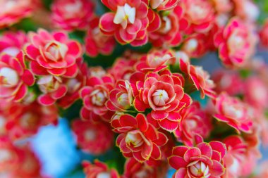 Kalanchoe bitkisinin yakından görüntüsü canlı kırmızı ve pembe çiçek kümeleri sergiliyor, botanik ve bahçe çizimleri için ideal..