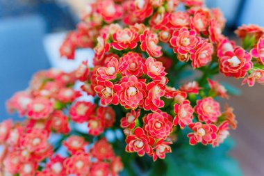 Canlı Altın Tilki Uzun Yaşam Çiçeği 'nin (Kalanchoe) yakın plan görüntüsü, parlak turuncu-kırmızı çiçek kümelerini iyi ışıklandırılmış kapalı alan ortamında sergiliyor..