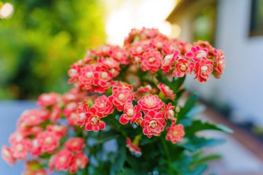 Altın Tilki Kalanchoe çiçeğinin yakın planında parlak pembe çiçekler yemyeşil arka planda, eşsiz biçimini ve canlı renklerini sergiliyor..