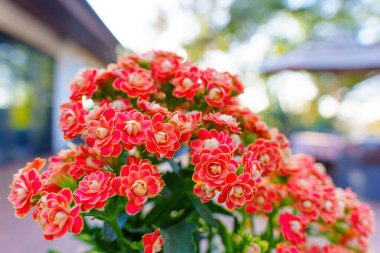Altın Tilki Kalanchoe bitkisinin canlı yakın plan çekimleri. Parlak turuncu çiçekleri yumuşak bulanık arka planda sergiliyor, yemyeşil yapraklarını gösteriyor..