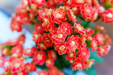 Altın Tilki Kalanchoe çiçeklerinin yakın plan çekimleri sarı kenarlı canlı kırmızı çiçekler sergiliyor, bulanık bir arkaplan üzerine kurulmuş, canlı renklerini vurguluyor.