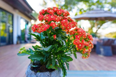 Kalanchoe Golden Fox bitkisinin parlak turuncu çiçekli yakın çekimi, açık hava ortamında yemyeşil yapraklarını sergiliyor.