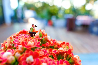 Canlı Kalanchoe çiçekleri üzerinde minyatür fotoğrafçı figürü, yumuşak bokeh arkaplanlı doğal bir ortamda minyatür dünya kavramını vurguluyor.