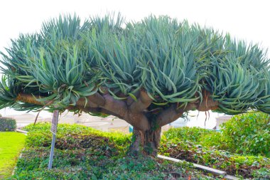 Çarpıcı agave ağacı eşsiz şeklini ve canlı yeşil yapraklarını okyanus kıyısında, berrak gökyüzünün altında, yumuşak doğal ışıklandırmasıyla sergiliyor..