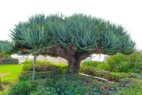 Göz kamaştırıcı, gür yapraklı aloe ağacı okyanus kıyısının arka planına kurulmuş canlı yeşillik ve sakin bir atmosfer sergiliyor..