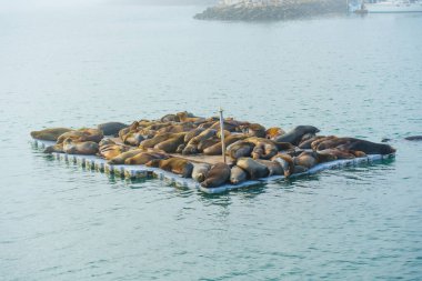 Bir grup deniz aslanı, güneş doğarken okyanus kıyısında yüzen bir platformda uzanarak, rahatlatıcı davranışlarını gösteriyorlar..