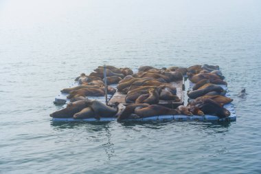 Okyanus kıyısında yüzen bir rıhtımda uzanan bir grup deniz aslanının sakin manzarası doğal davranışlarını sahile yansıtıyor..