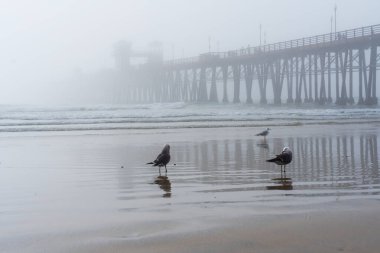 Oceanside Belediye İskelesi 'nin geniş açılı manzarası plajda martılarla gizlenmiş Kaliforniya' da bir sabahın sakinliğini yakalıyor..
