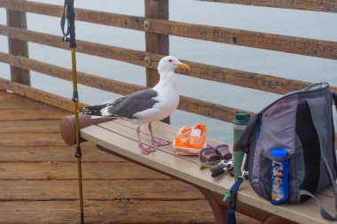 Oceanside, California - 3 Ocak 2025: Martı Kaliforniya 'daki Oceanside Belediye İskelesi' ndeki balıkçılık ekipmanlarının yanındaki bir bankta duruyor ve sakin bir sahili yakalıyor..