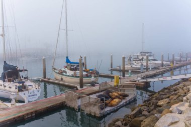 Oceanside, California - 3 Ocak 2025 Oceanside Marina 'da sakin ve sisli bir sabah, dinlenen deniz aslanlarıyla rıhtıma yanaşmış, sakin su yansımalarıyla yakalanmış..
