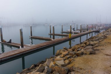 Okyanus Kenarı, Kaliforniya - 3 Ocak 2025 Oceanside Limanı 'nda sakin, sisli bir sabah, kayıklarla kaplı ahşap bir rıhtım ve yüzeyde güneşlenen neşeli deniz aslanları sergileniyor..