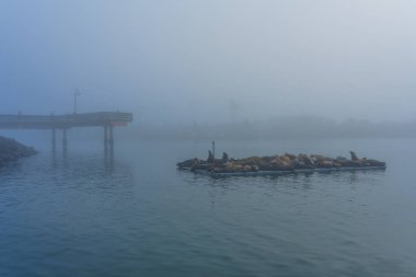 Oceanside, California - 3 Ocak 2025: Kaliforniya deniz aslanları sisli bir okyanus kıyısında yüzen bir platformda uzanarak sakin sahil atmosferini yakalıyorlar..