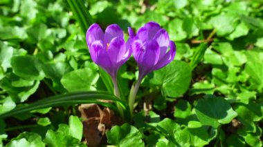 Zengin yeşil yaprakların arasında açan canlı mor kır çiçeklerinin yakın çekimi, parlak gün ışığında detaylı taç yapraklarını sergiliyor.