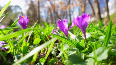 Close-up view of vibrant purple crocus flowers emerging from lush green grass in a sunny spring landscape, showcasing their delicate petals and fresh foliage.