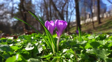 Parlak bir bahar manzarasında yeşil yaprakların arasında ortaya çıkan canlı mor kır çiçekleri doğadaki mevsimsel değişimin güzelliğini vurguluyor..