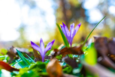 Kurumuş yaprakların arasında açan bir çift canlı mor kır çiçeği, baharın özünü parlak, yumuşak ışıkla yakalıyor..