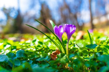 Parlak, güneşli bir günde çekilen, yeşil yeşil yaprakların arasında açan iki canlı çiçeğin yakın görüntüsü..