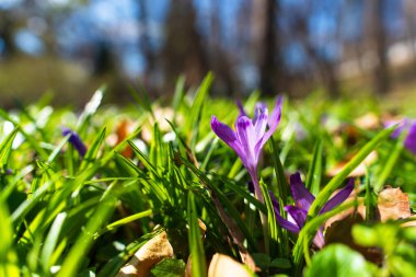 Canlı mor bir kır çiçeğinin yakın çekimi yemyeşil çimlerden yükseliyor, parlak güneş ışığı altında narin taç yaprakları ve ilkbahar yaprakları sergiliyor..