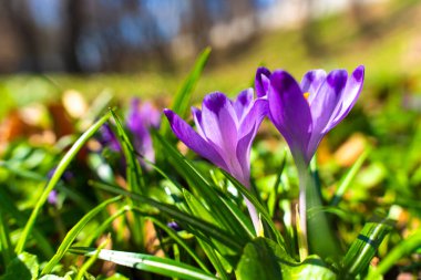 Yeşil bir bahçede açan canlı mor kır çiçekleri, baharın gelişini simgeliyor. Parlak güneş ışığı sahneyi aydınlatıyor..