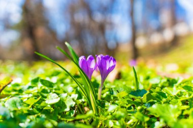 Canlı yeşil bir tarlada açan bir çift crocus çiçeği ilkbaharın başlarındaki güneş ışığının içinden süzülerek doğanın uyanışını sembolize eder..