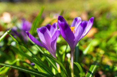 Canlı mor kır çiçekleri yemyeşil çimlerden çıkar, yumuşak güneş ışığıyla erken bahar özünü yakalar ve yaprakları aydınlatır..