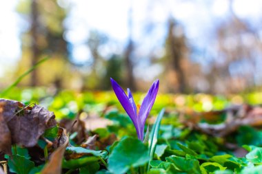 Taze yeşil yaprakların arasında açan canlı mor çiçek güneşli bir bahar bahçesinde detaylı taç yaprakları ve çevreleyen sonbahar yaprakları sergiliyor..