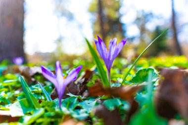 Parlak tarla çiçekleri yeşil yaprakların arasında açar, ağaçların arasından süzülen güneş ışığıyla yakın plan çekimde yakalanır, ilkbahar güzelliğinin altını çizer..