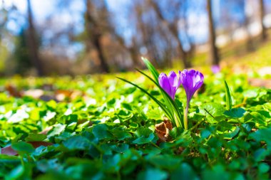 Bir çift güzel mor kır çiçeği ilkbahar aylarında açık havada taze yeşil yaprakların arasında çiçek açıyor..