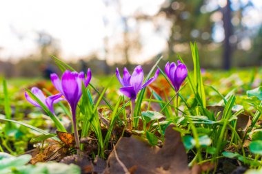 Yeşil çimenlerin ve düşen yaprakların arasında açan mor renkli çiçek kümesinin yakın plan görüntüsü ağaçların arasından süzülen yumuşak güneş ışığıyla ilkbaharın erken dönemlerinin özünü yakalıyor..