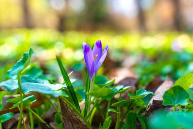Yumuşak yeşillikler ve dökülen yapraklarla çevrili yemyeşil bir ortamda açan canlı mor tarla çiçekleri ilkbahar güzelliğini gözler önüne seriyor..