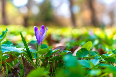 Yeşil yapraklardan oluşan bir denizden gün ışığında yakalanan tek canlı mor kır çiçeği..