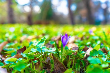 Mor kır çiçeği yemyeşil yapraklar ve dökülen yapraklardan doğar, güneşli bir bahar ortamında bulanık arka planda yakalanır..