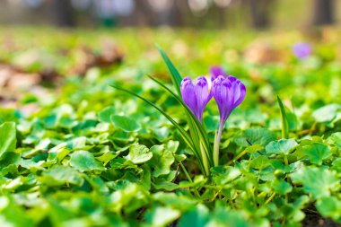 Mor tarla çiçekleri yemyeşil bir zemin örtüsünün ortasında çiçek açıyor. İlkbaharın başlarında yumuşak doğal ışıkla çekiliyor. Canlı renkler ve detaylar sergiliyor..