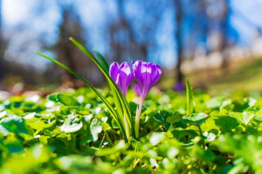 İki canlı mor kır çiçeği yemyeşil çimlerle çevrili, güneşli bir günde çekilmiş, narin yapraklarını ve taze yapraklarını sergiliyorlar..