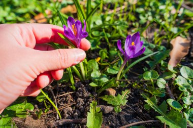 Bahçede açan mor tarla çiçeklerinin yakın plan görüntüsü, bir elle nazikçe tek bir çiçeğe dokunarak, doğal ışıkta erken bahar büyümesini gösteriyor..