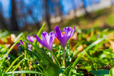 Yeşil çimlerden açan çiçek, açık mavi gökyüzünün altındaki parlak mor taç yapraklarıyla baharın gelişini simgeliyor..
