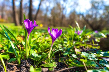 Sığ bir tarla derinliği ve doğal güneş ışığıyla yakalanan bazı canlı mor kır çiçekleri bir bahar bahçesi ortamında topraktan çıkıyor..