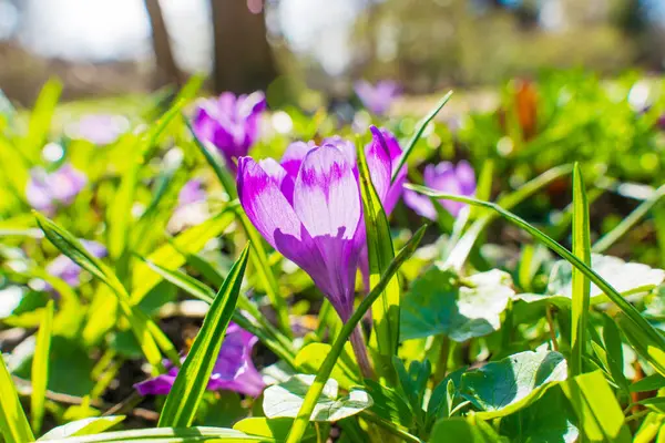 Parlak güneş ışığı altında yeşil çimenli bir ortamda çiçek açan çiçeklerin yakın görüntüsü canlı mor yapraklarını ve doğal çevresini gözler önüne seriyor..