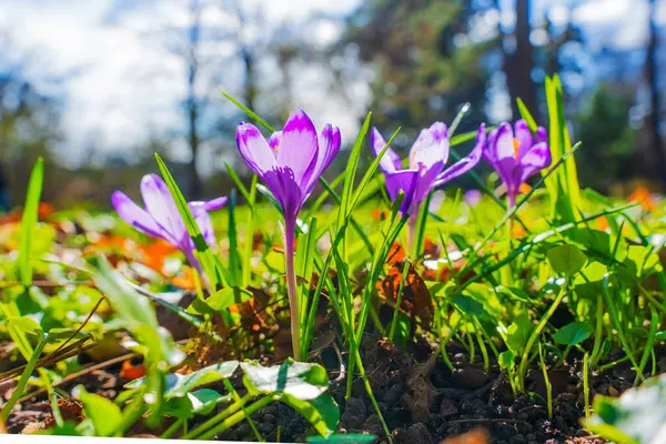 Yeşil çimenler ve ağaçların arasından süzülen yumuşak güneş ışığı ile çevrili bir bahar çayırında, yerden yükselen mor çiçek grubu..