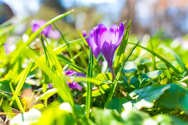 Tomurcuklanmış yeşil çimlerden çıkan canlı mor kır çiçekleri yaprakların karmaşık detaylarını ve baharın tazeliğini vurguluyor..