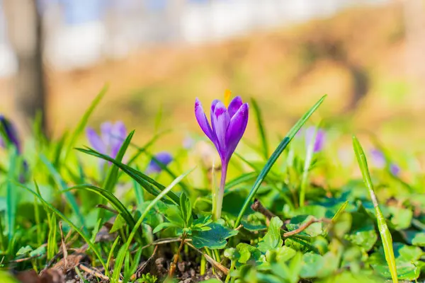 Taze yeşil çimlerle çevrili bir grup mor kır çiçeği baharın doğal bir ortamda gelişinin özünü yakalıyor..