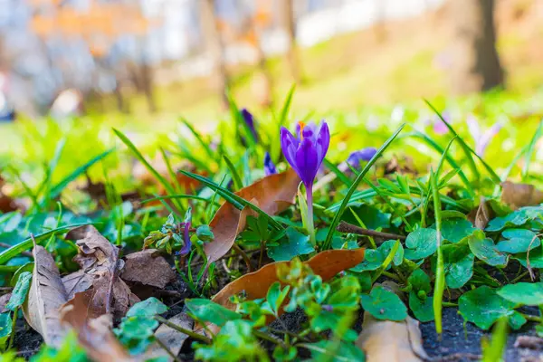 Bereketli yeşil çimenler ve düşen yaprakların arasında büyüyen canlı mor crocus çiçeği, baharın doğal bir ortamda gelişini simgeliyor..