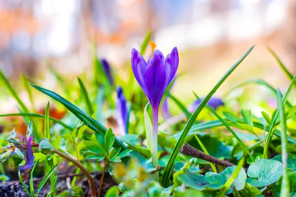 Yeşil çimenler ve yeşilliklerle çevrili canlı mor kır çiçeği, baharın doğal bir şekilde yeniden doğuşunu sergiliyor..