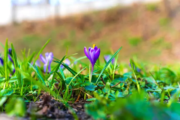 Bahar boyunca yemyeşil çimenlerde açan canlı çiçek kümeleri, zengin mor taç yapraklarını ve taze büyümelerini ön plana çıkarıyor..